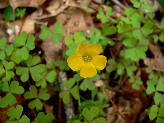 {Oxalis corniculata}
